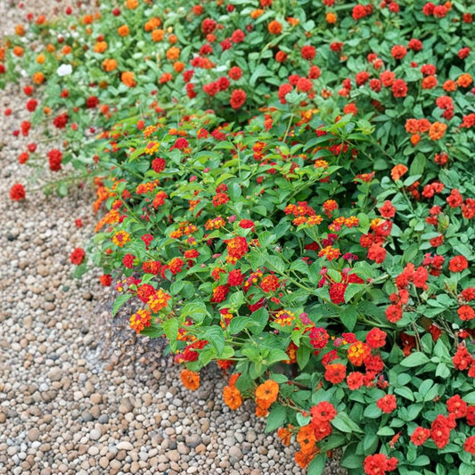 2 Red Spread Lantana Plants – Live Lantana camara | 4–6 Inch Starter Plants | Red Flower Clusters | Spreading Flowering Shrub | No Pot