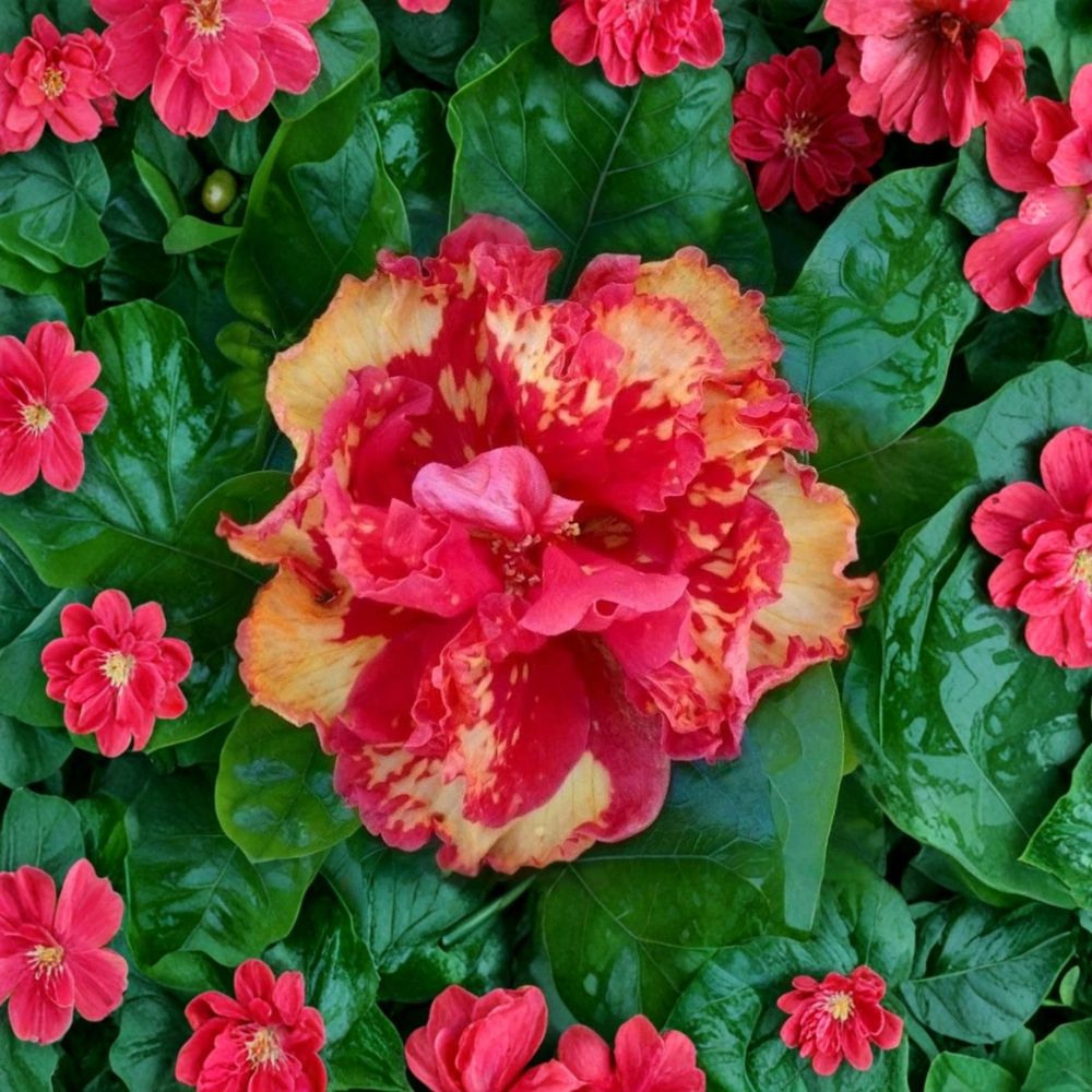 Hibiscus Cajun Color 'High Definition' – Live Starter Plant | 2 Inch Cell | Tropical Flowering Shrub | Vibrant Exotic Blooms