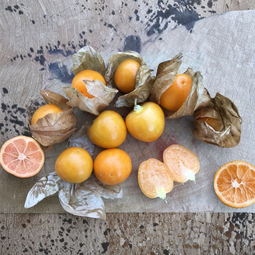 Peruvian Groundcherry – Physalis peruviana Seeds | 50 Organically Grown Seeds | Cape Gooseberry Goldenberry Variety | Garden & Container Friendly | Easy to Grow