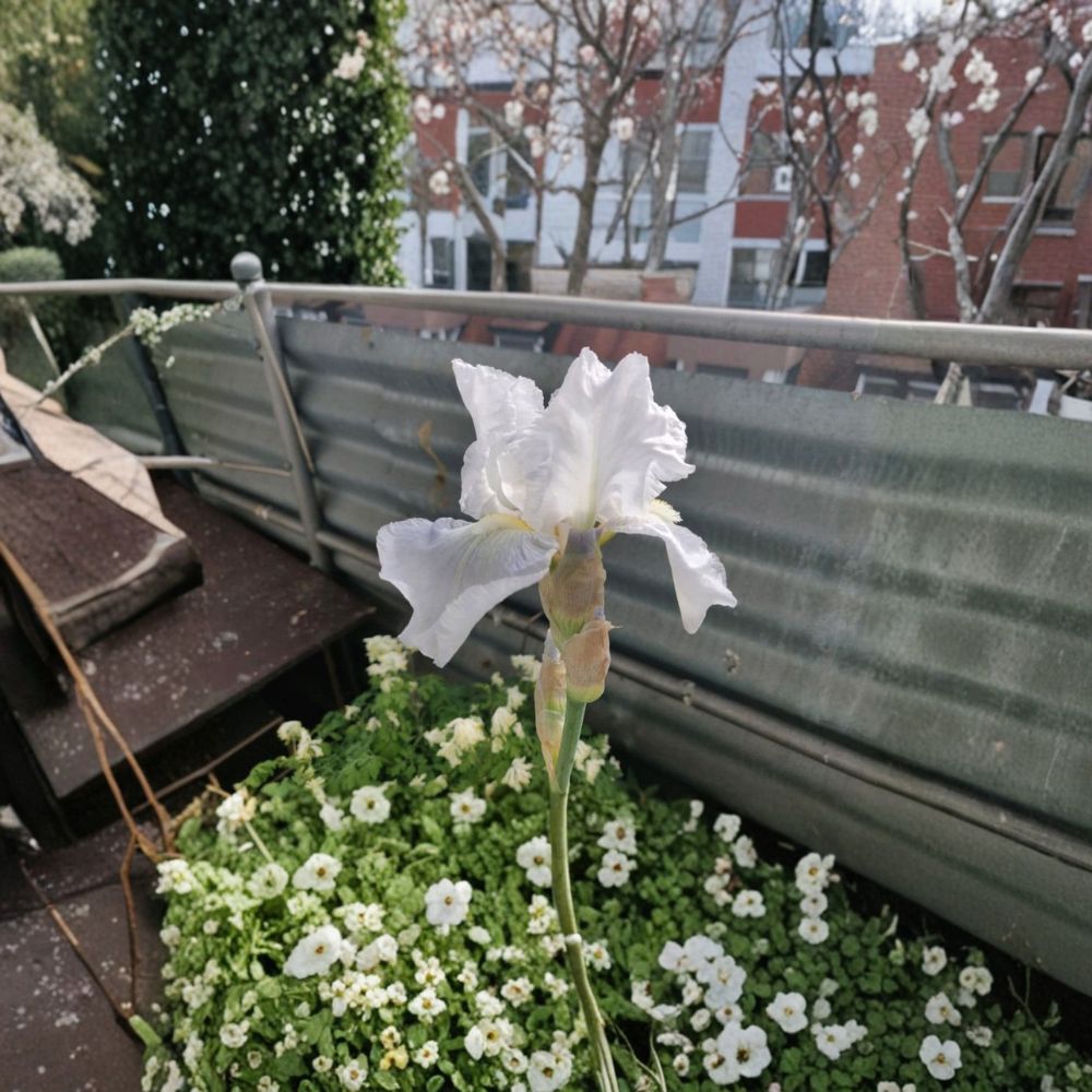 Iris 'Avanelle' – Bearded Iris Rhizomes | 3 Pack #1 Grade | Ruffled White Blooms | Deep Yellow Beard | Hardy Perennial Flower