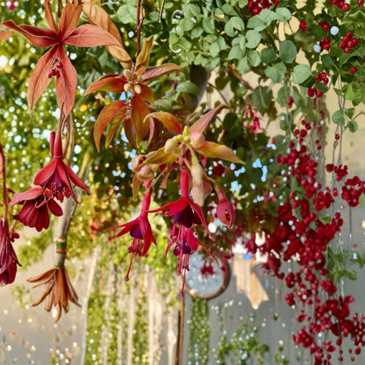 Autumnale Fuchsia Live Plant – Fuchsia spp. | Medium 5 Inch Pot | Seasonal Flowering Plant | Cascading Shade Garden Flower | Hanging Basket Friendly