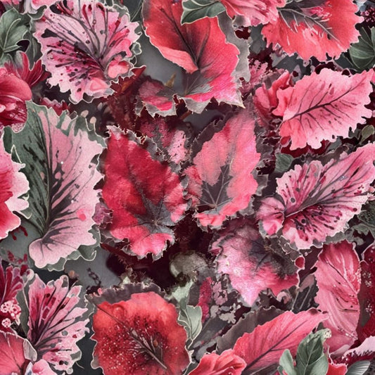 Begonia Red Robin Plant – Begonia ‘Harmony’s Red Robin’ Live Starter | 4–6 Inches | Ships Without Pot | Ornamental Foliage Houseplant | Compact Indoor Plant