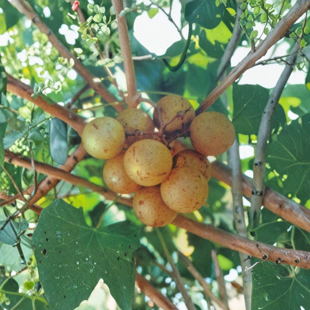 Light Scuppernong Muscadine Grape Vine – 4–6 Ft Tall Live Plant | Bronze-Golden Grapes | Fruit Producing Vineyard Vine | Requires Pollinator | Includes Rooted Live Plant