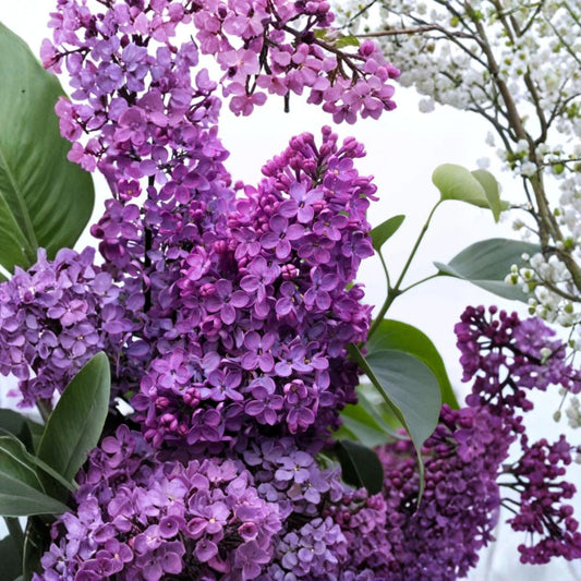 Purple Lilac Live Plant – 2–5" Tall | 4" Pot | Fragrant Purple Flowering Shrub | Syringa vulgaris | Cottage Garden & Pollinator Plant