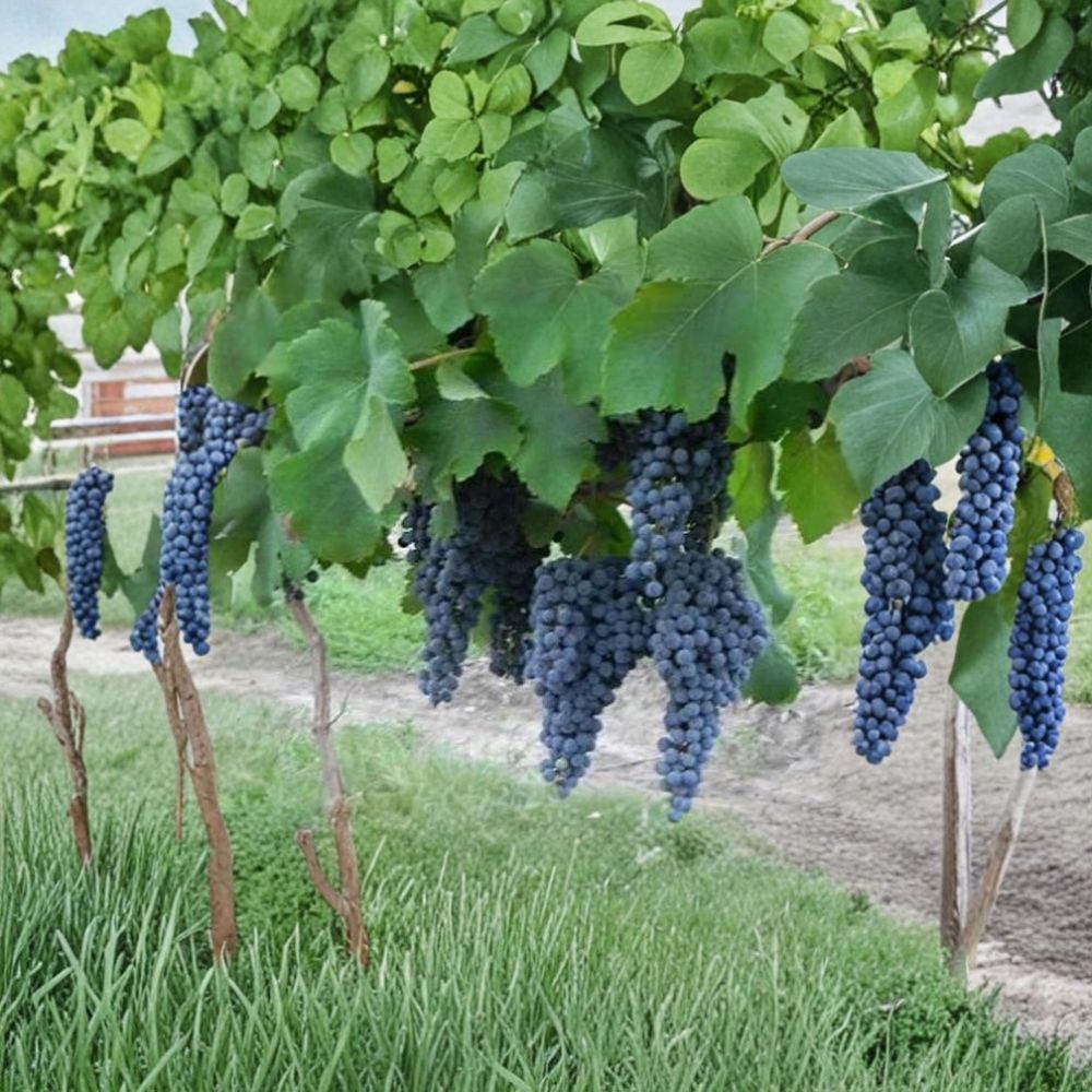 NORTON CYNTHIANA Red Wine Grape Vine – Live Plant | 4–6 FT Tall | Includes Rooted Vine Ready for Planting | Vineyard & Backyard Friendly | Easy to Grow
