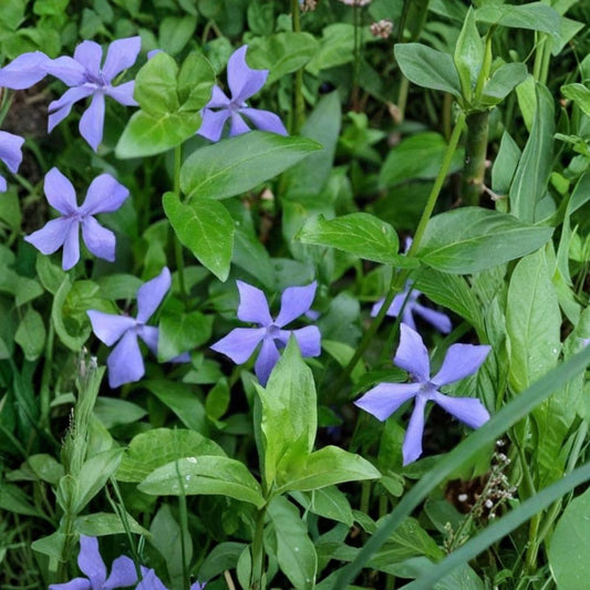 12+ Vinca Minor Periwinkle Live Plants – Bare Root Ground Cover | Evergreen Creeping Myrtle | Hardy Garden Border & Erosion Control