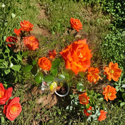 Marina Everblooming Floribunda Rose – Live Bush Plant | 2 Gallon Size | Includes Rooted Rose Ready for Planting | Landscape & Garden Friendly | Easy to Grow
