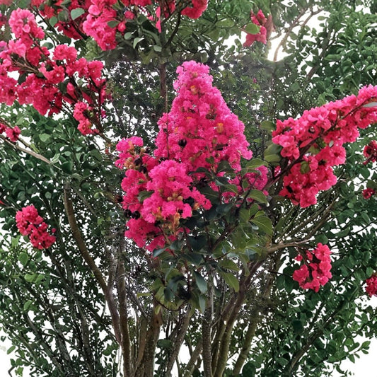 2 Live Hot Pink Crepe Myrtle Plants – Rooted Cuttings | Crape Myrtle Tree Starter Plants | Flowering Landscape Bush