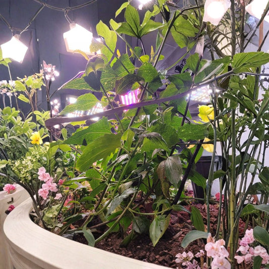 Mexican Dream Plant Live | Calea zacatechichi | Rooted Live Herb Plant | 4–12 Inch Organic Grown | Ships Ready to Plant