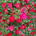 Double Knock Out® Rose – Rosa hybrida Live Plant | 5 Gallon Size | Double Red Flowering Shrub | Includes Root Ball | Disease Resistant Landscape Rose | Easy to Grow