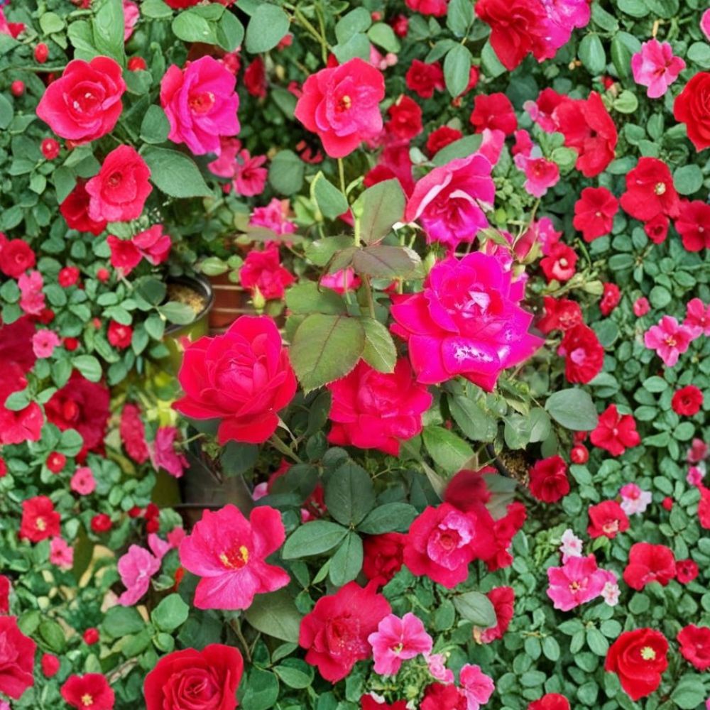 Double Knock Out® Rose – Rosa hybrida Live Plant | 5 Gallon Size | Double Red Flowering Shrub | Includes Root Ball | Disease Resistant Landscape Rose | Easy to Grow