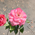 Nichole Everblooming Floribunda Rose – Rosa Live Plant | 3 Gallon Size | White & Pink Blooms | Repeat Flowering Rose Bush | Easy to Grow