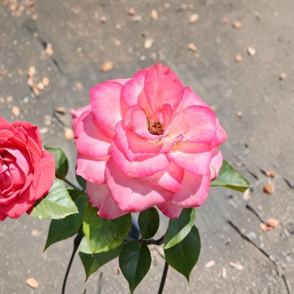Nichole Everblooming Floribunda Rose – Rosa Live Plant | 3 Gallon Size | White & Pink Blooms | Repeat Flowering Rose Bush | Easy to Grow