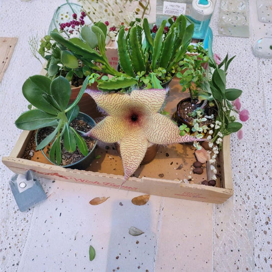 Stapelia Gigantea Live Plant – Giant Starfish Flower | Carrion Flower Succulent | Rooted Ornamental Plant