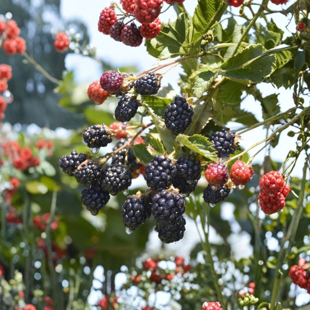 Navaho Blackberry Live Plant – 4–10 Inches Tall | Thornless Fruit Cane | Ships Without Pot | Edible Berry Plant | Easy to Grow
