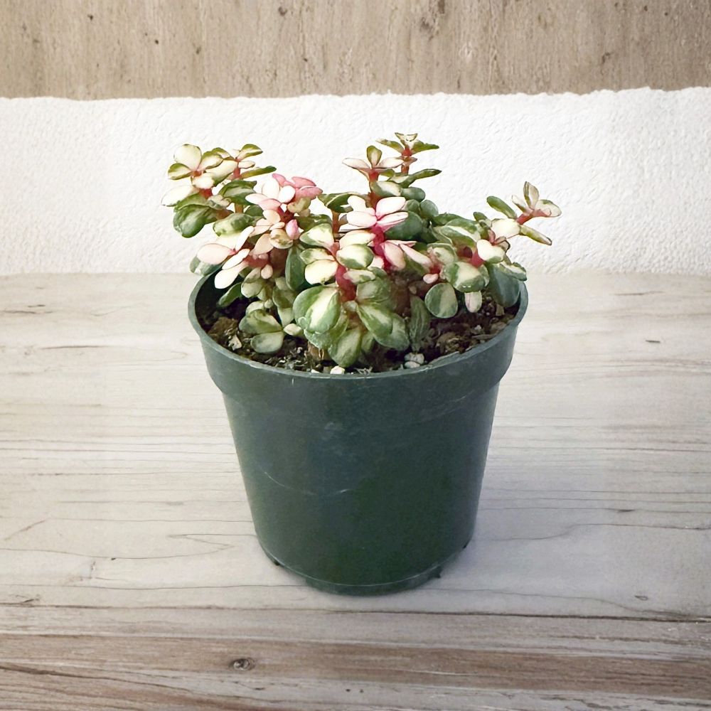 Live Variegated Elephant Bush Succulent – Portulacaria afra ‘Variegata’ | 2 Inch Pot | Green & Cream Leaves | Easy Care Succulent