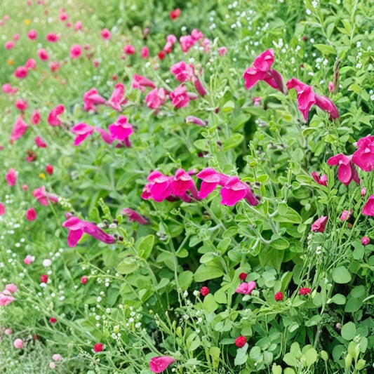 Pink Skullcap – Scutellaria suffrutescens Live Plant | 1 Gallon Pot | Pink Flowers | Drought Tolerant Perennial