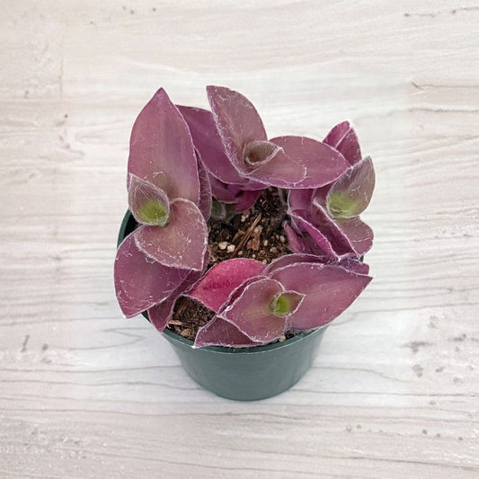 Tradescantia Pallida 'Pale Puma' Live Plant | 4 Inch Pot | Purple Succulent Houseplant | Easy Care Trailing Plant | Indoor & Outdoor