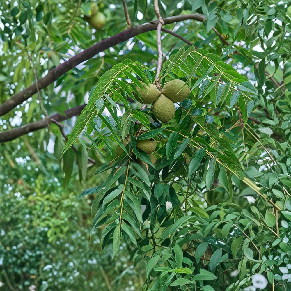 5 Live Black Walnut Trees – Juglans nigra Bare Root Seedlings | 12–24 Inches Tall | Hardy Native Nut Trees | Easy to Grow