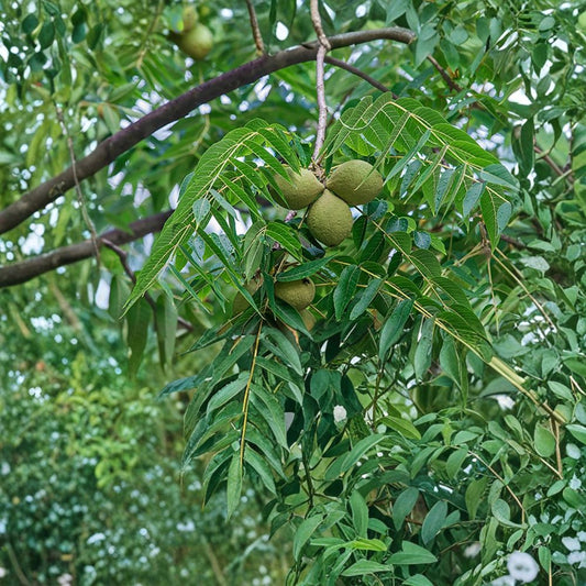 5 Live Black Walnut Trees – Juglans nigra Bare Root Seedlings | 12–24 Inches Tall | Hardy Native Nut Trees | Easy to Grow
