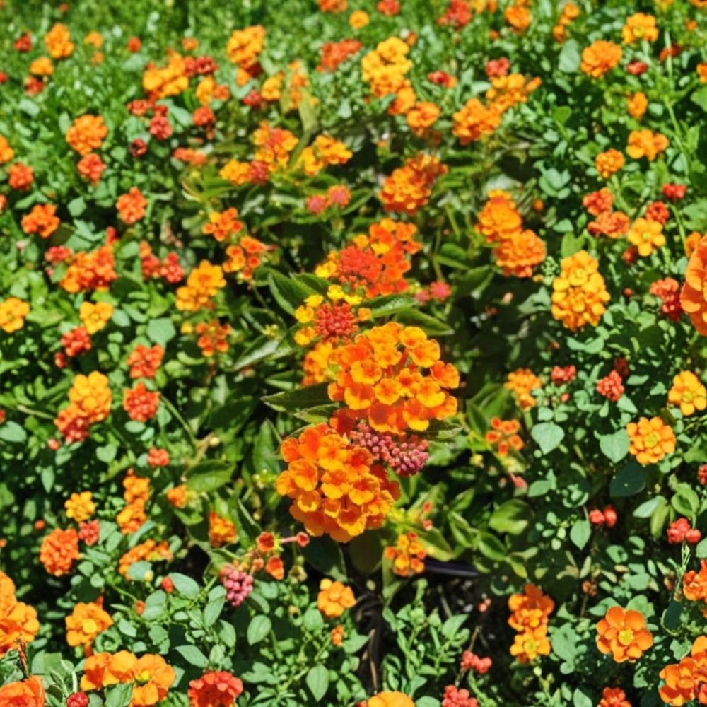 Set of 2 Spreading Sunset Lantana Live Plants – Lantana camara Starter Plants | 4–6 Inches Tall | Ships Bare Root (No Pot) | Tropical Flowering Shrub | Easy to Grow