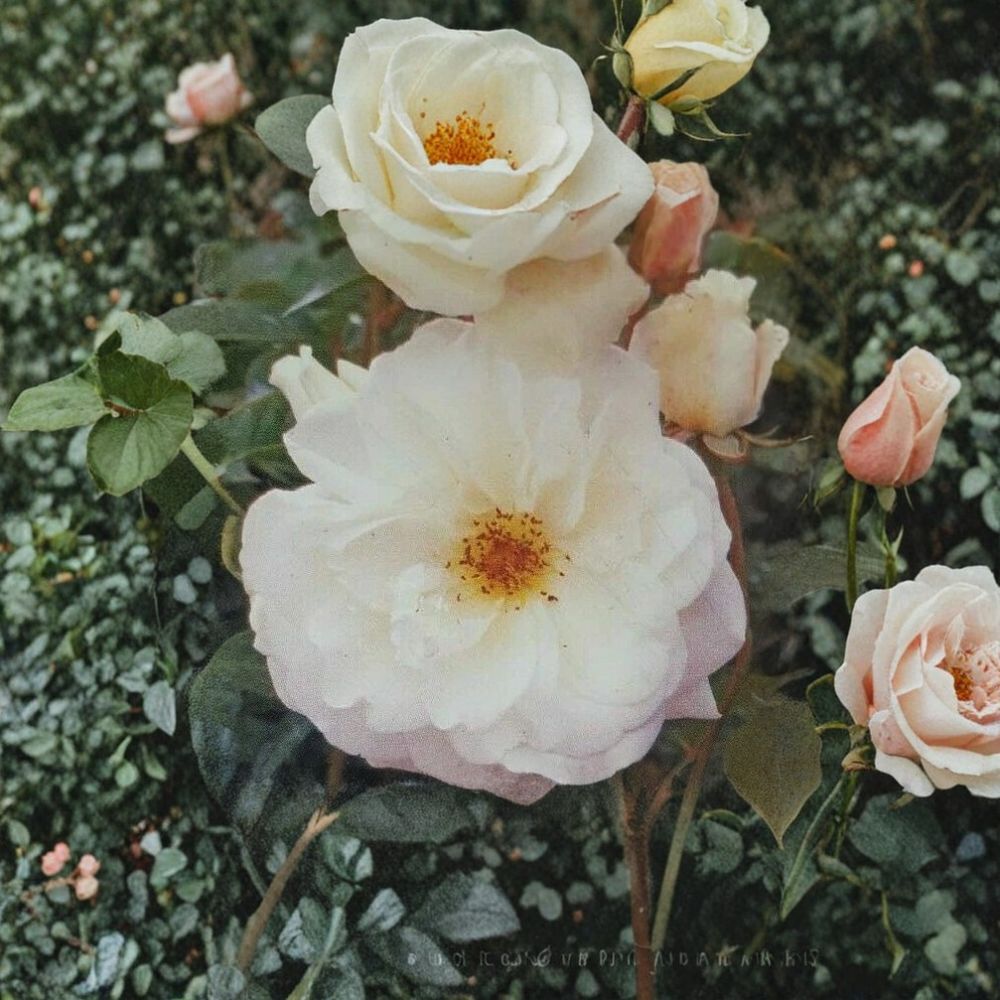 Iceberg Floribunda Rose – Rosa hybrida Live Plant | 1 Gallon Size | Pure White Rose Bush | Includes Root Ball | Garden & Landscape Friendly | Easy to Grow