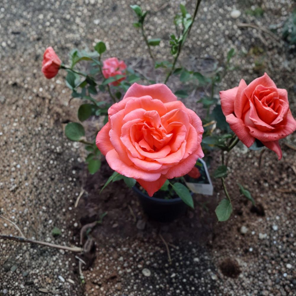 Tropicana Hybrid Tea Rose – Live Bush Plant | 3 Gallon Size | Includes Rooted Rose Ready for Planting | Landscape & Garden Friendly | Easy to Grow