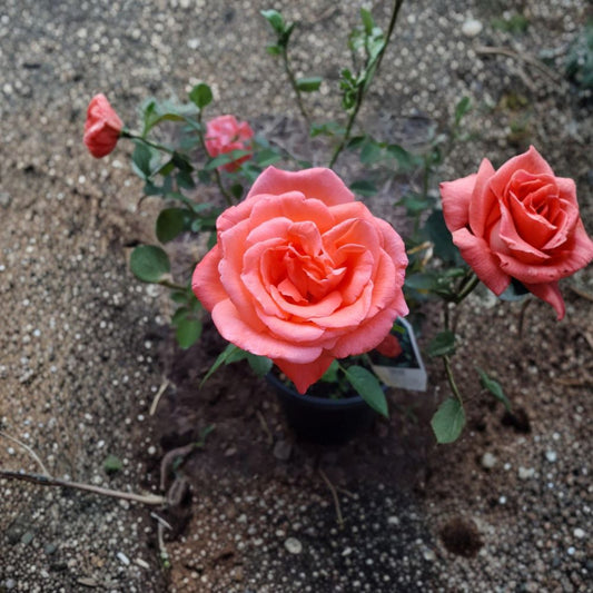 Tropicana Hybrid Tea Rose – Live Bush Plant | 3 Gallon Size | Includes Rooted Rose Ready for Planting | Landscape & Garden Friendly | Easy to Grow