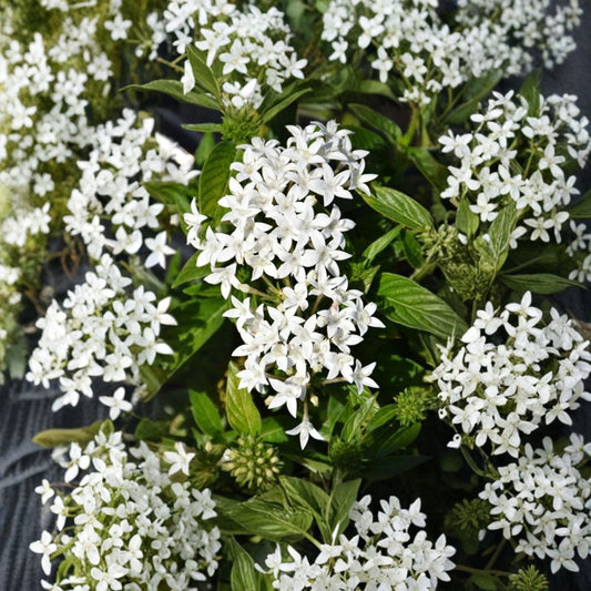 2 White Pentas Live Plants – Pentas lanceolata | 4–6 Inch Starter Plants | White Flowering Perennial | Butterfly & Pollinator Garden