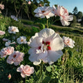 Double Flower White Althea Rose of Sharon – Hibiscus syriacus Live Plant | 1 Gallon Size | Double White Blooming Shrub | Includes Root Ball | Garden & Landscape Friendly | Easy to Grow