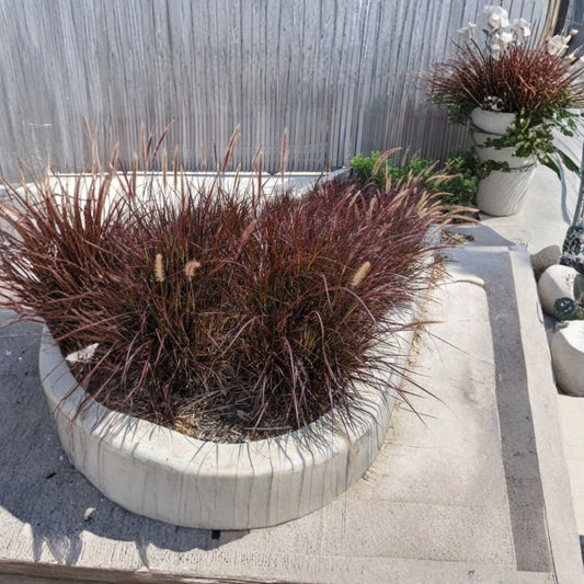 Purple Pennisetum Fountain Grass Live Plant – 5–8 Inches Tall | Ships Bare Root (No Pot) | Ornamental Purple Grass | Landscape & Container Friendly