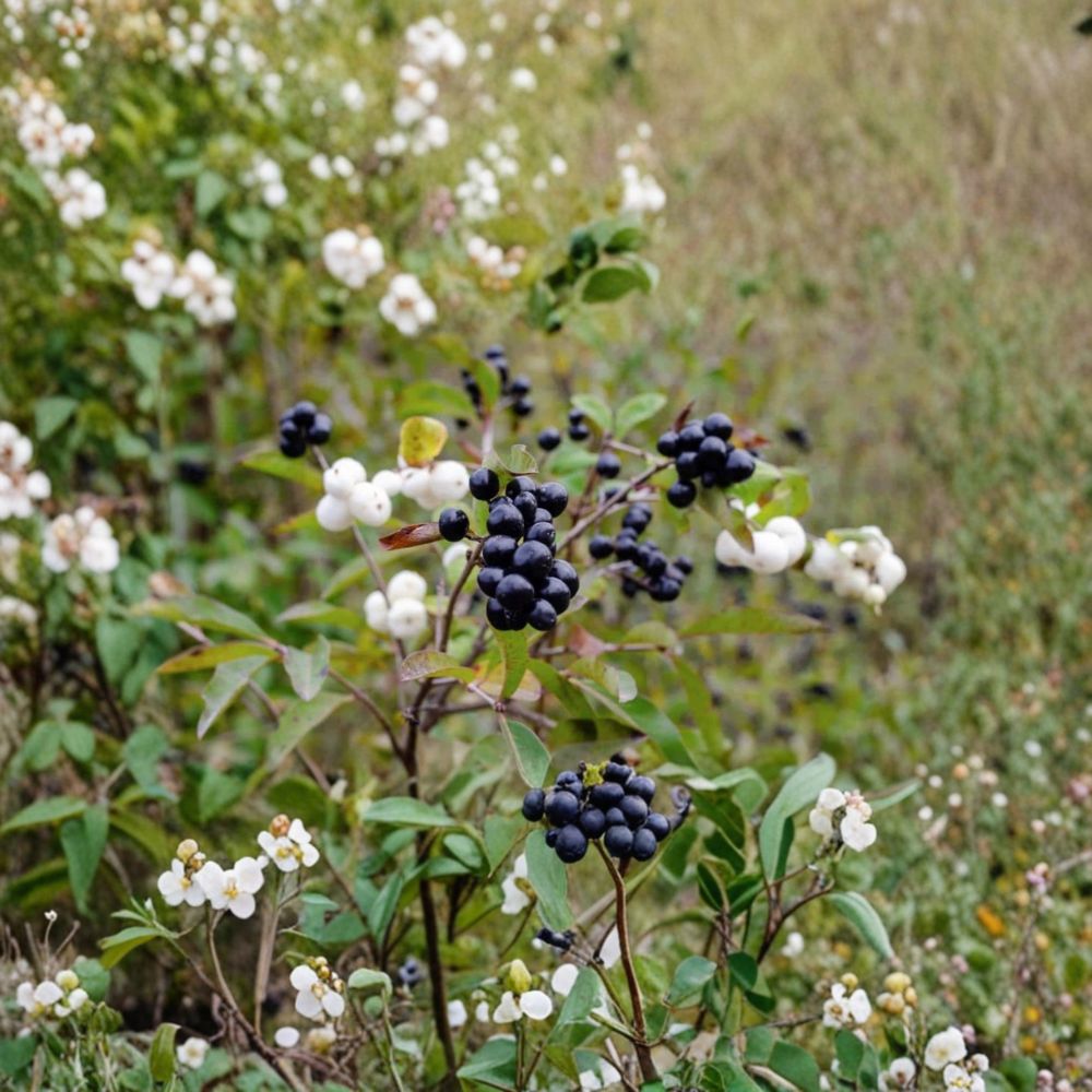 Live Elderberry Plant – Sambucus nigra | 4–8 Inches Tall | Ships Without Pot | Edible Berry Shrub | Garden & Wildlife Friendly