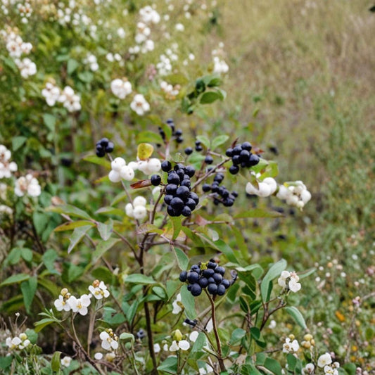 Live Elderberry Plant – Sambucus nigra | 4–8 Inches Tall | Ships Without Pot | Edible Berry Shrub | Garden & Wildlife Friendly