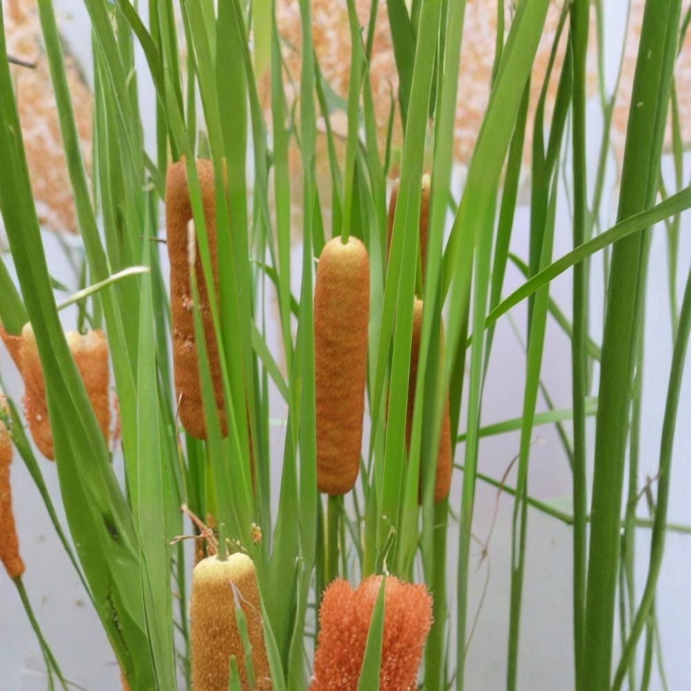 Live Dwarf Cattail Aquatic Pond Plant – 14–20 Inches Tall | Cold Hardy Marginal Bog Plant | Potted Water Garden Plant | Buy 2 Get 1 Free