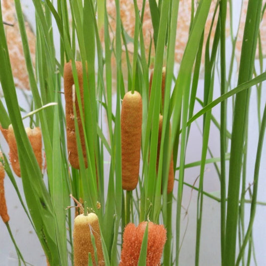 Live Dwarf Cattail Aquatic Pond Plant – 14–20 Inches Tall | Cold Hardy Marginal Bog Plant | Potted Water Garden Plant | Buy 2 Get 1 Free