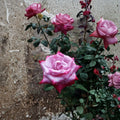 Paradise Hybrid Tea Rose – Rosa Live Plant | 3 Gallon Size | Lavender Pink & Magenta Blooms | Fragrant Garden Rose | Easy to Grow