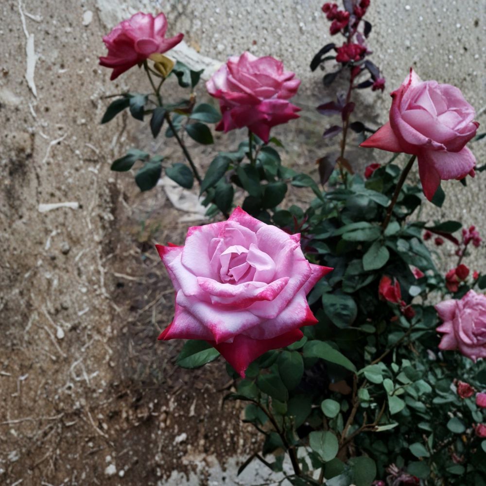Paradise Hybrid Tea Rose – Rosa Live Plant | 3 Gallon Size | Lavender Pink & Magenta Blooms | Fragrant Garden Rose | Easy to Grow