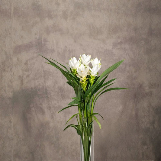 Live Curcuma Siam Sisco Plant – 4–6" Tall | Tropical Flowering Ginger | Curcuma | No Pot