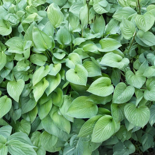 Serendipity Hosta Live Plants | Set of 2 Bare Root Perennials | Shade Loving Green Foliage | Easy Care Garden Plant