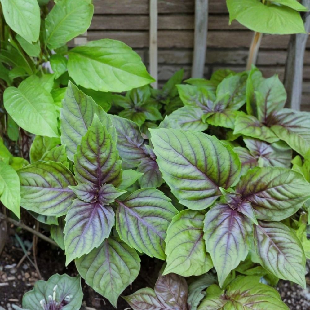 Live African Blue Basil Plant – 4–6 Inch Starter | Ocimum basilicum ‘African Blue’ | Edible Herb | Ships Without Pot