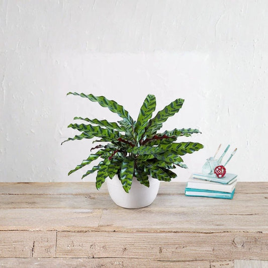 Calathea Rattlesnake Live Plant – 6 Inch Pot | Calathea Lancifolia Prayer Plant | Tropical Indoor Houseplant | Pet Friendly Foliage
