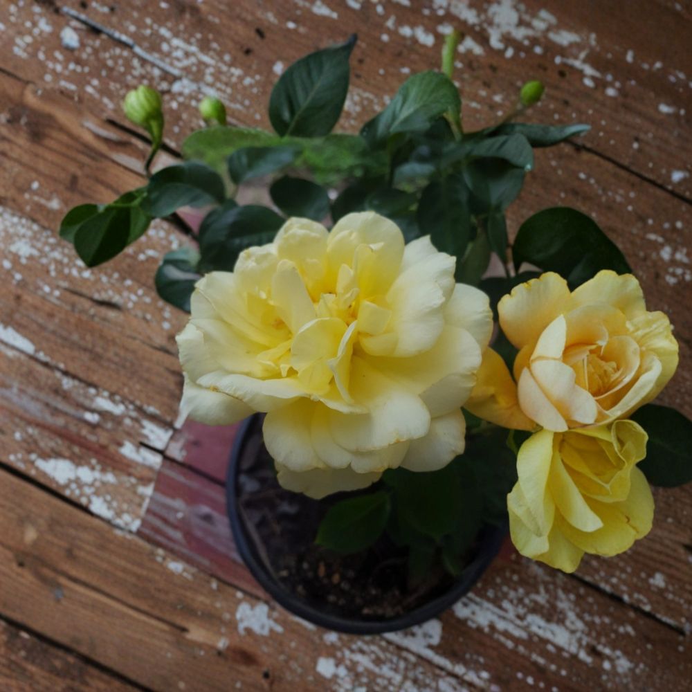 Sunsprite Floribunda Rose – Rosa hybrida Live Plant | 2 Gallon Size | Deep Yellow Flowering Rose Bush | Includes Root Ball | Garden & Landscape Friendly | Easy to Grow