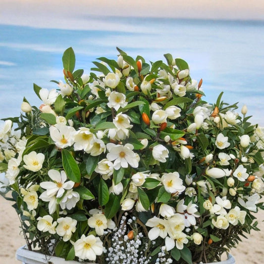 Live Southern Magnolia Plant – 10–18 Inch Starter | Magnolia grandiflora | Fragrant White Flowering Evergreen | Ships Without Pot