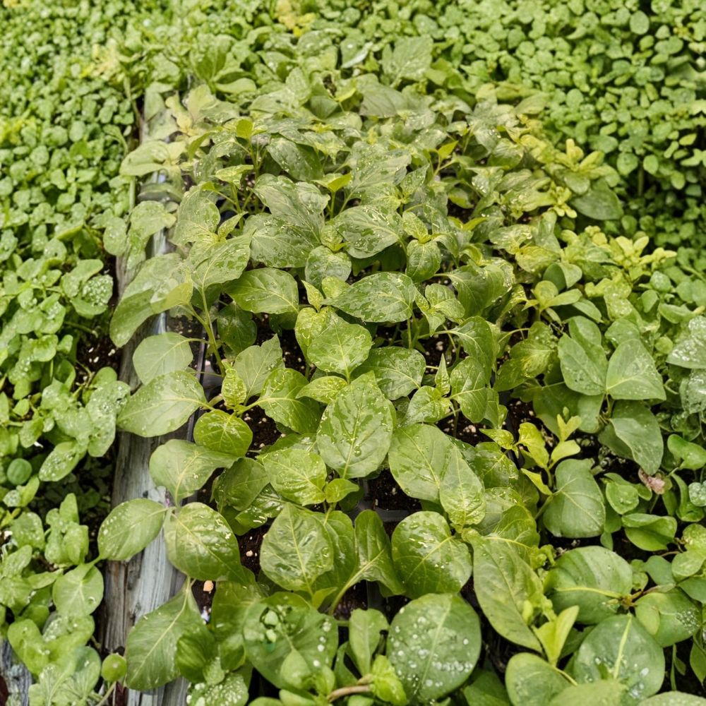 Aji Chinchi Amarillo Hot Pepper Live Plants | Set of 3 | 75+ Day Old Starter Plants | Fruity Peruvian Chili | Easy to Grow