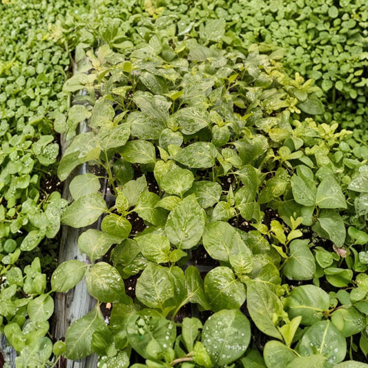 Aji Chinchi Amarillo Hot Pepper Live Plants | Set of 3 | 75+ Day Old Starter Plants | Fruity Peruvian Chili | Easy to Grow