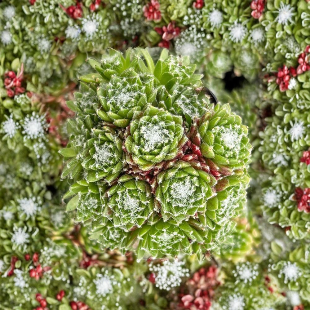 Live Sempervivum ‘Mona Lisa’ Hens & Chicks – 4 Inch Pot | Pink & Red Succulent Rosettes | Hardy Outdoor Succulent