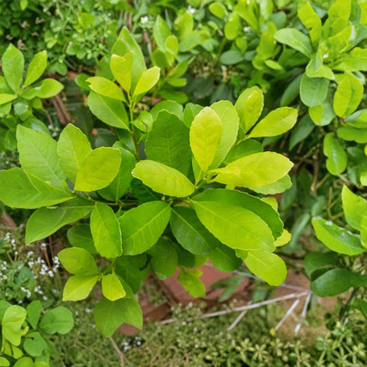 2 Live Yerba Mate Plants – Ilex paraguariensis | 4–6 Inches Tall | Ships Bare Root | Tropical Evergreen Tea Plant | Container Friendly