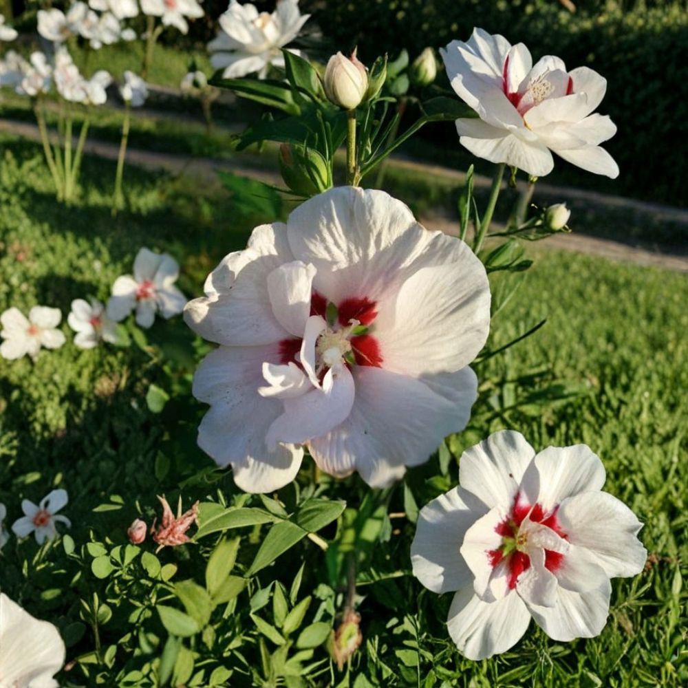 Double Flower White Althea Rose of Sharon – Hibiscus syriacus Live Plant | 3 Gallon Size | Double White Blooming Shrub | Includes Root Ball | Garden & Landscape Friendly | Easy to Grow