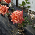 Arizona Grandiflora Rose – Rosa Live Plant | 3 Gallon Size | Orange Yellow Blooms | Vibrant Garden Rose | Easy to Grow