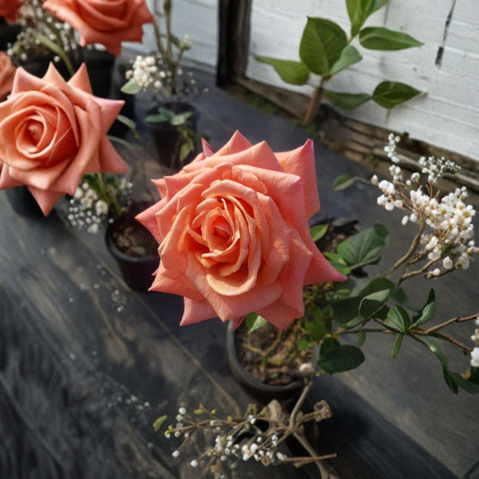 Arizona Grandiflora Rose – Rosa Live Plant | 3 Gallon Size | Orange Yellow Blooms | Vibrant Garden Rose | Easy to Grow